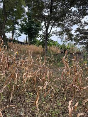 Distress Sale!Prime 0.21HA (Big Half Acre)in Olkeri, Ngong
