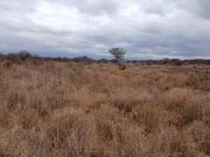Prime Distress Deal! 58 Acres in Kimana,Amboseli NP Next to Sopa Lodge — view 3